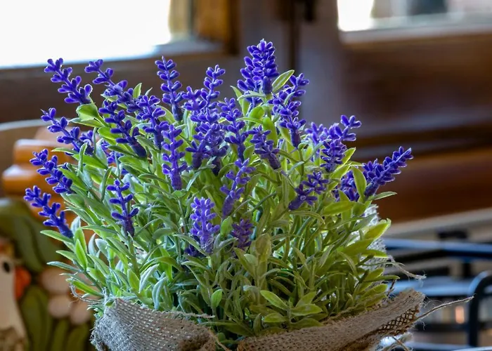 Lägenhet Il Di Patrizia *